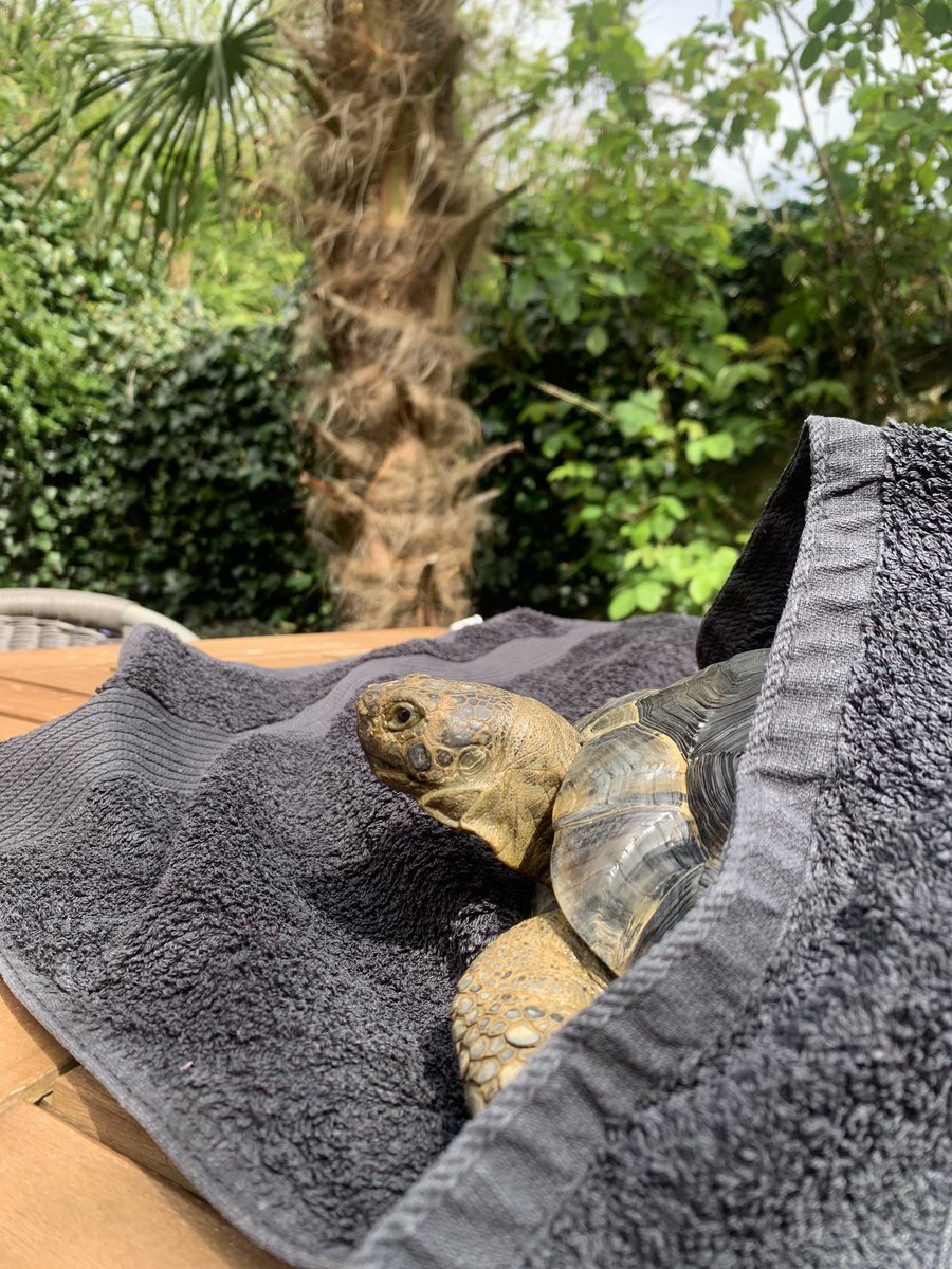 When your the prettiest ‘bud’ in the garden 🌹 🐢💚☀️