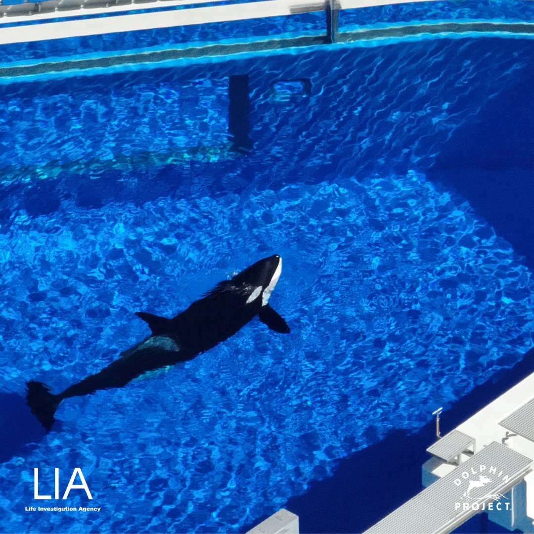 Dolphin Project and Life Investigation Agency (LIA) can confirm that Stella, the oldest captive orca in Japan was transferred to Kobe Suma Sea World on April 14th. Read more on our blog at: bit.ly/3WmyMYr #DolphinProject #ThanksButNoTanks