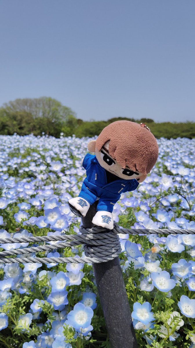 Brought my baby to a nemophila garden 💙 My camera captured the moment when he's blown away by the wind 😂

Looks like you need to grow muscle just like Shota's reason for going to the gym, Shioppi!