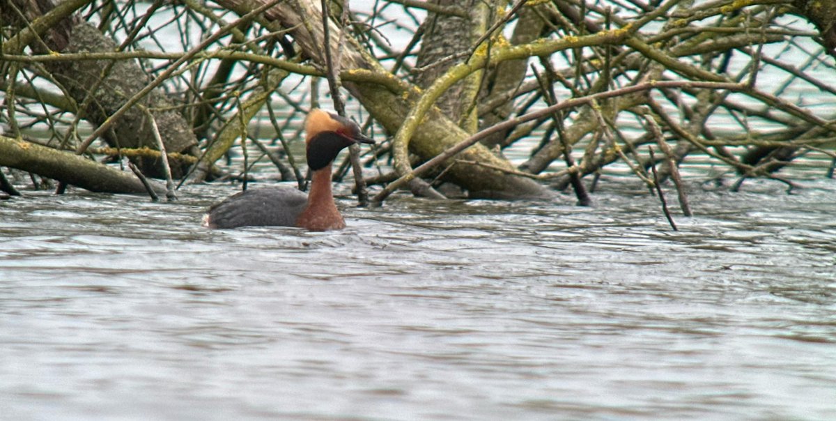 dsbowman123's tweet photo. The great spring continues at Woolston Eyes, with Lesser Scaup, Ferruginous Ducks, Ruddy Duck, Common Scoter and our earliest ever Little Ringed Plover and Swift followed this morning by a Slavonian Grebe and 4 Gannets. Pic by Dan Owen. https://t.co/zeK3c4Jfyq