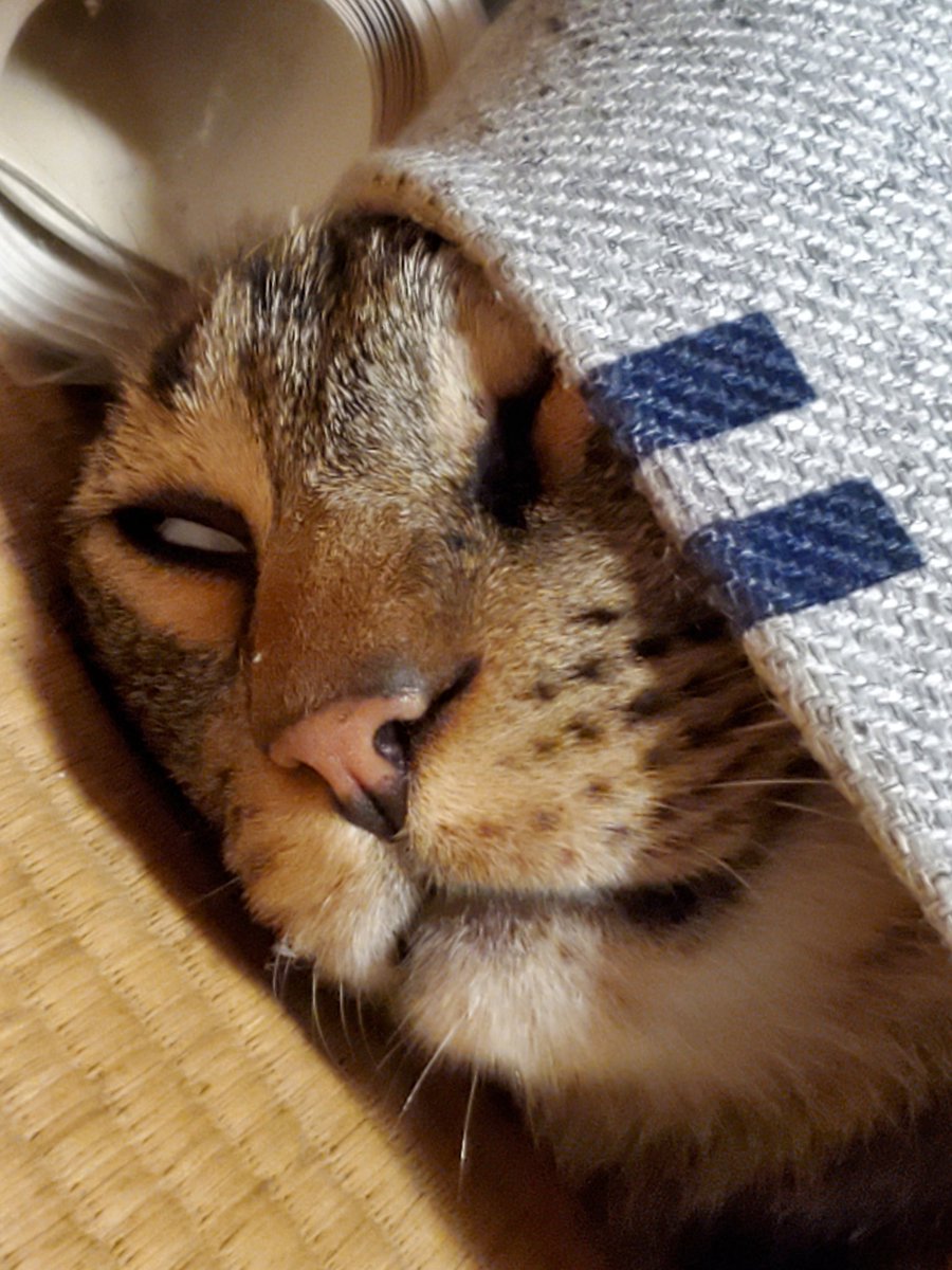 江垣先生のネコちゃんの寝姿との差がw,こんなでもかわいいから……