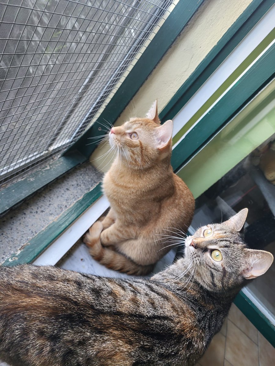 Warum will denn niemand diese #Traumkatzen? Bella &amp; Edward gaben sich letzte Woche ganz viel Mühe und haben sich den Interessenten nur von ihrer besten (eine andere gibt es nicht 😅 ) Seite gezeigt. Aber es hat leider nicht geklappt 😢. Wir sind so traurig und verstehen es nicht.