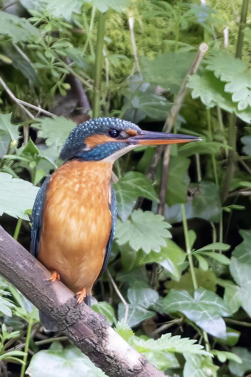 This female kingfisher is elegant and beautiful. It’s no wonder she had three male kingfisher battling for her affection when I took picture this at the weekend.