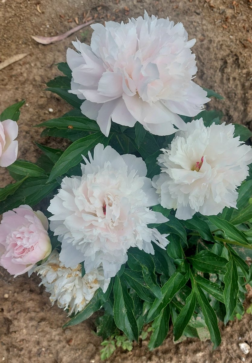 The Peonies, big bold blooms in the CSIR-IHBT campus.
A new entrant with promising possibilities.
