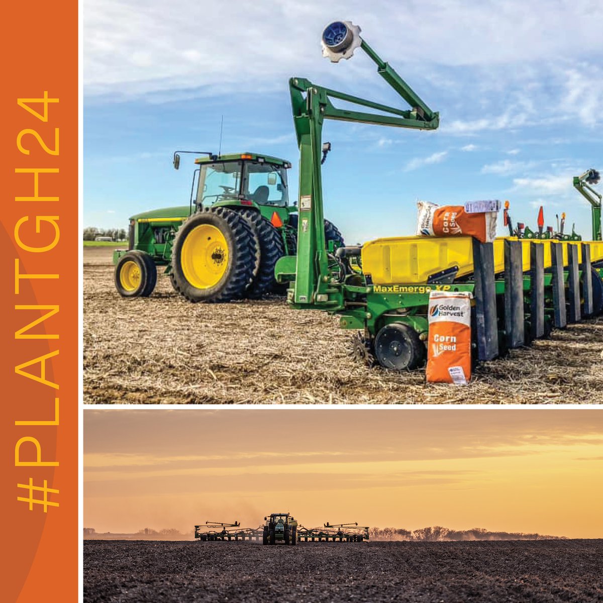 Golden Harvest Seeds tweet media