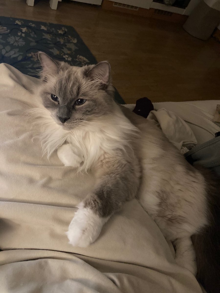 inkfingeredfool's tweet photo. @lucyisnotonline This is Pippin. He requires constant adoration. When he was recovering after a small surgery, he would growl every time they tried to return him to the little recovery cage, so one of the vet techs just kept him out and let him snuggle for 3 hours until I could collect him! https://t.co/bWaggTnCcS