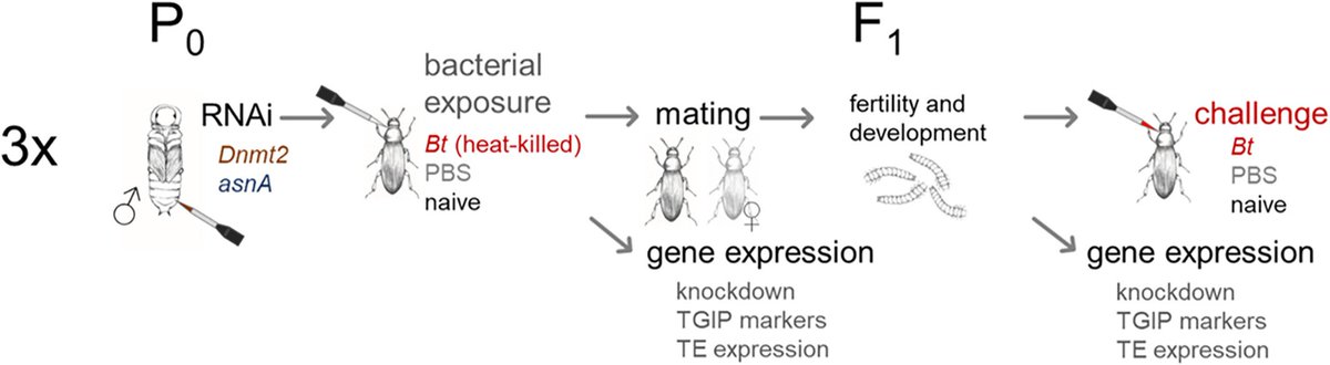 #LiteratureNotice Schulz et al. Paternal knockdown of tRNA(cytosine-5-)-methyltransferase (Dnmt2) increases offspring susceptibility to infection in red flour beetles. doi.org/10.1111/imb.12… #Beetle #Beetles #DarklingBeetles