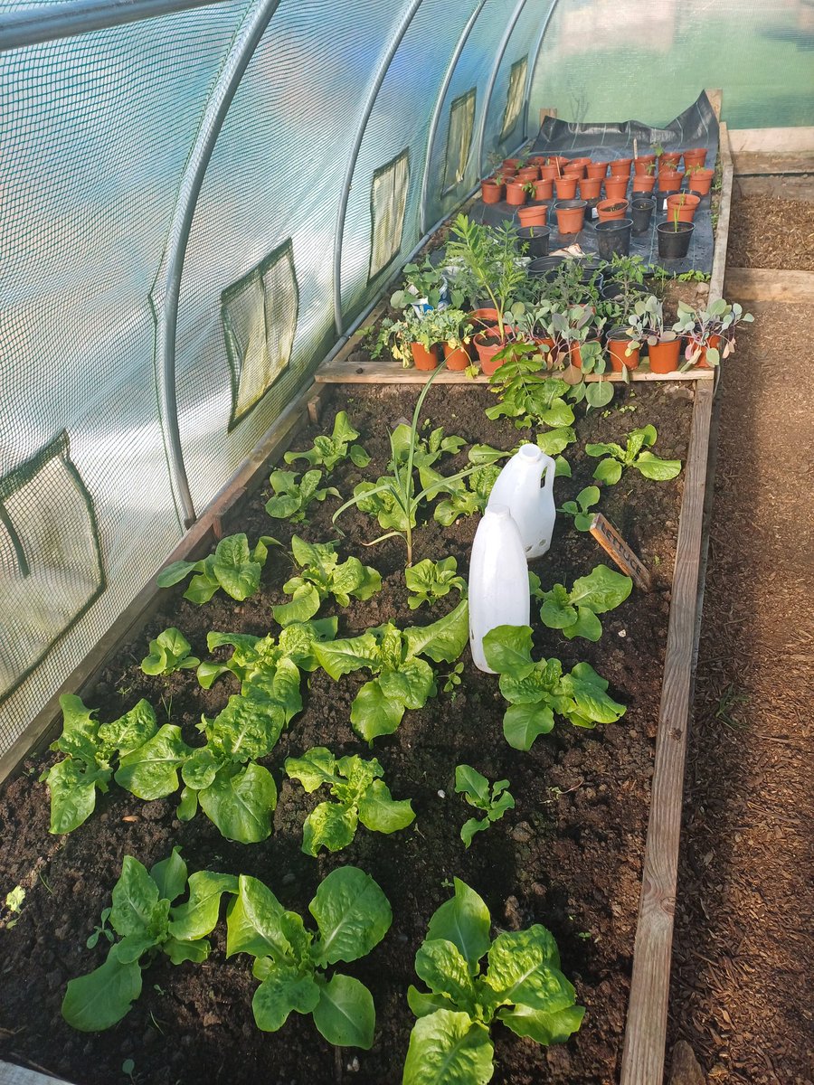 The lettuce is coming up beautifully and taste yummy. The veterans have the choice of taking a portion, thereafter we donate the rest to a local group Foodcycle East Midlands. Supporting the local community 🌿