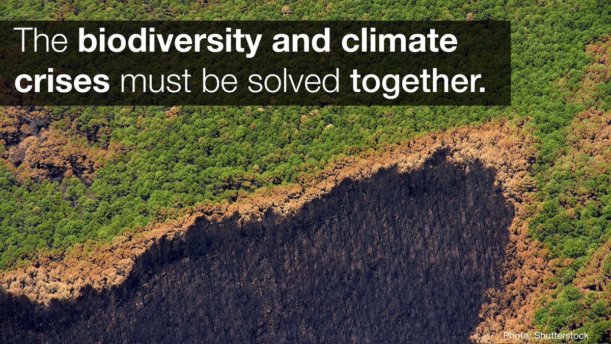 The climate & biodiversity emergencies amplify each other so must be solved together.
This requires urgently phasing out #FossilFuels & ramping up clean energy systems.  #NaturebasedSolutions are a powerful ally to go with those efforts.
👉iucn.org/cop28 
#COP28
@IUCN