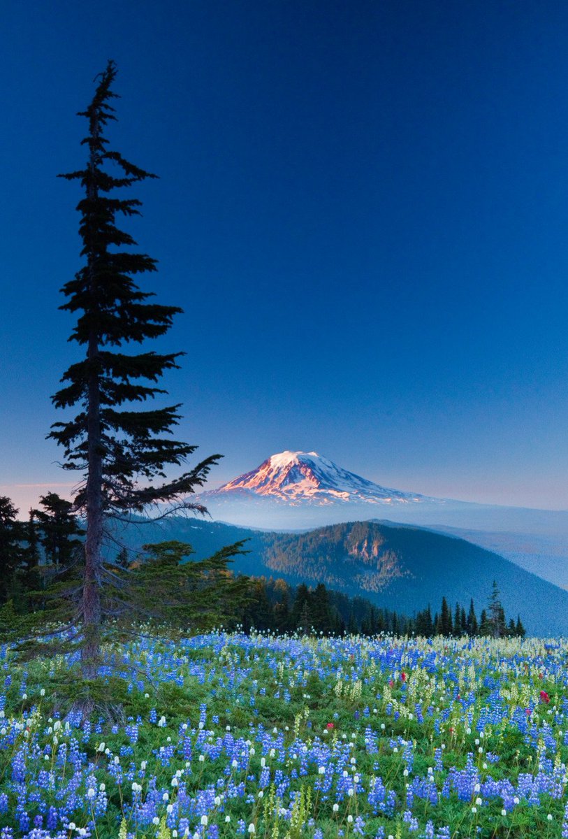 🌸 🌿 🌺💜🌸 Mount Adams, Gifford Pinchot National Forest, Washington, USA by Lee Rentz