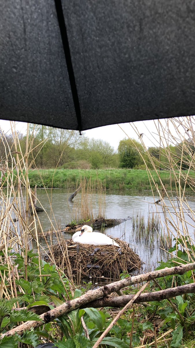 Sat under my umbrella with a swan on her nest taking notes and pics . She’s a first time breeding adult female . The last time I checked she was on three eggs . Hopefully a break in rain then she’ll stand up for a viewing . #Swanwatchuk