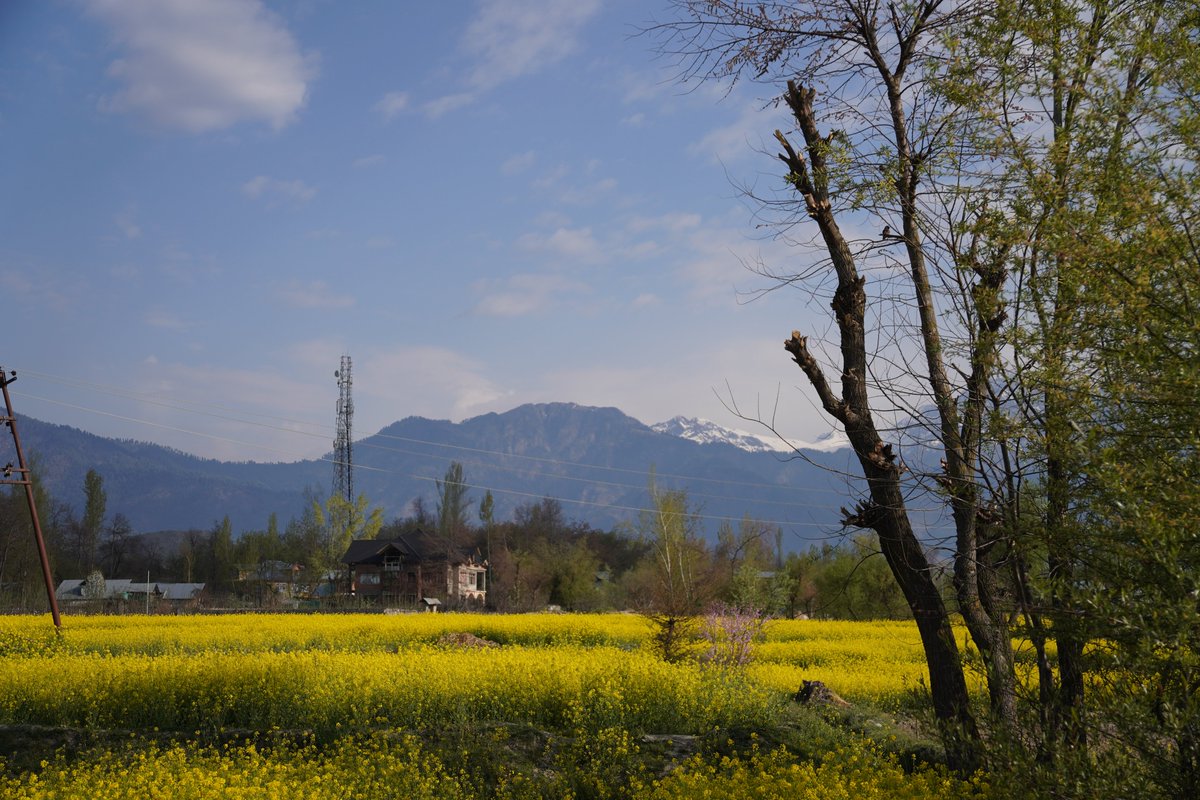 Lost in the breathtaking landscapes of Kashmir...🏔️✨ #KashmirDiaries #HeavenOnEarth #NatureEscape