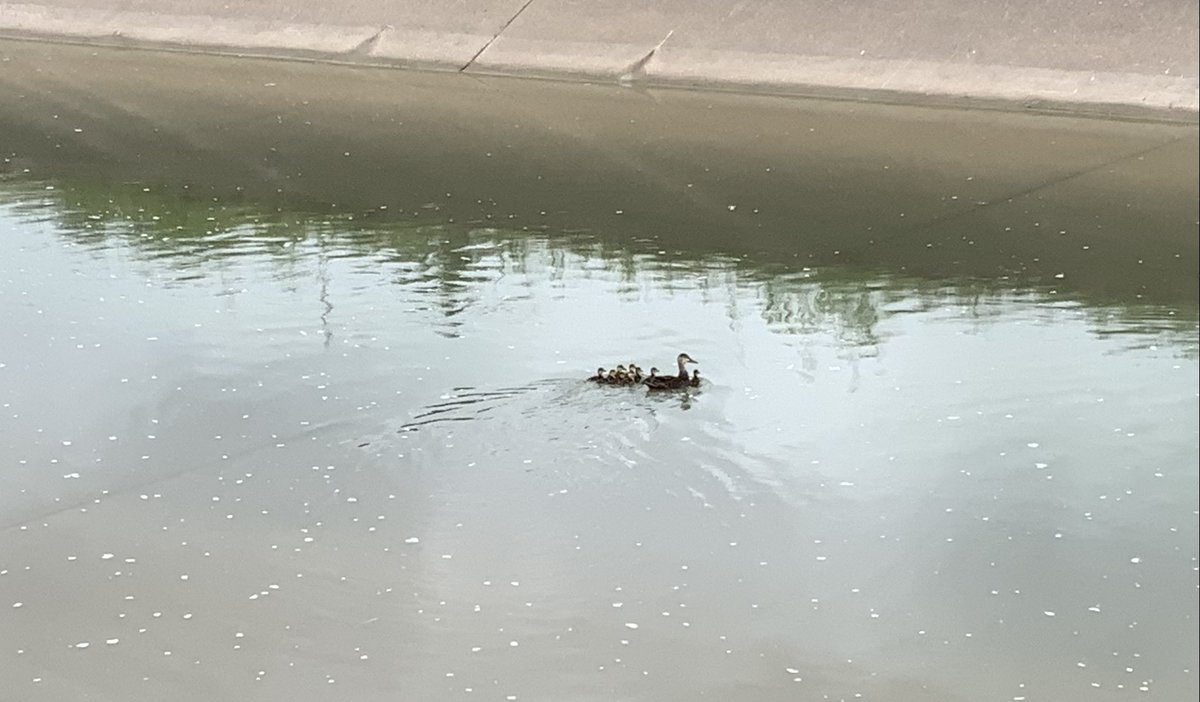 cloudy springtime morning at Houston's Braes Bayou