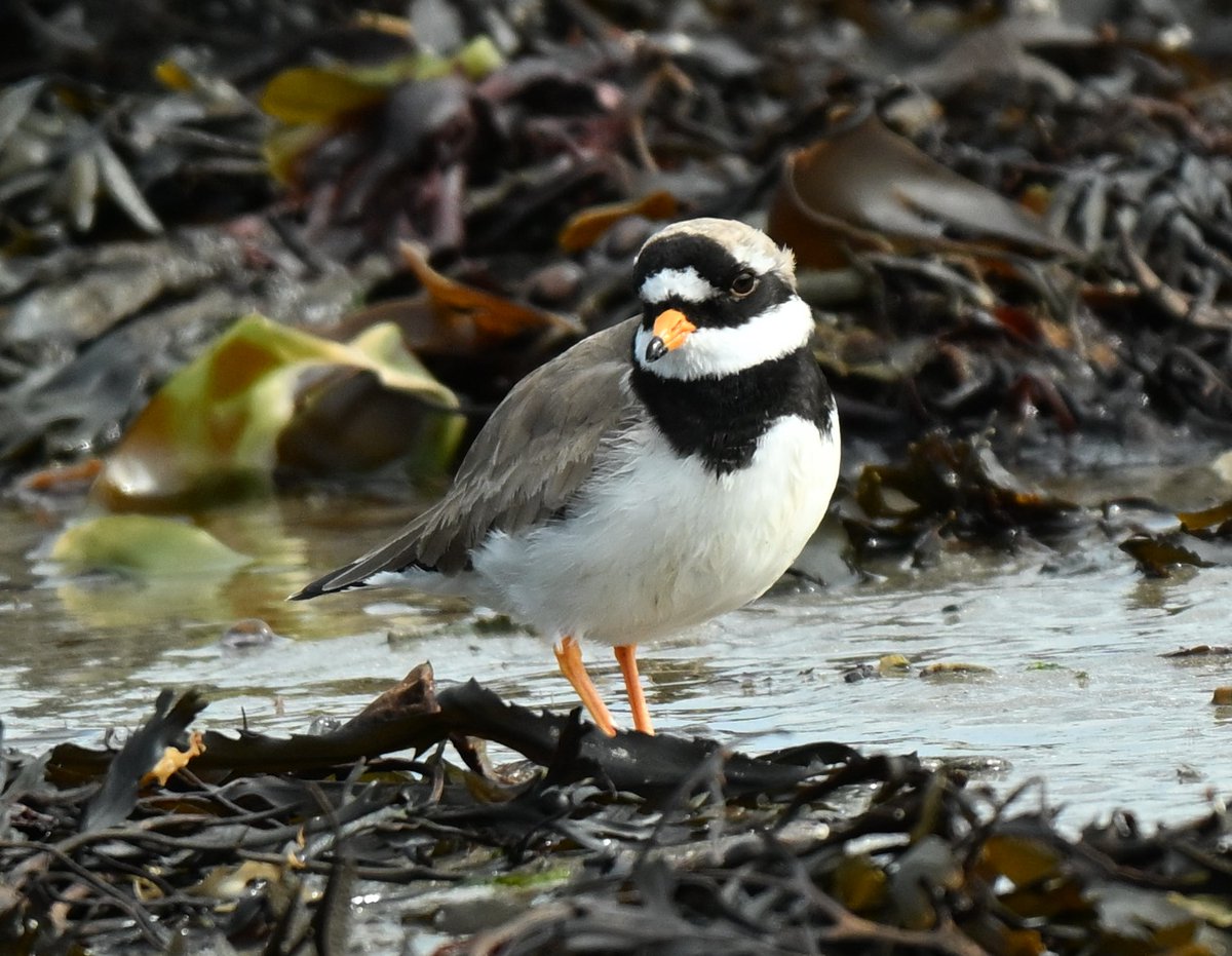 Ringed Plover at Cemlyn Anglesey @Natures_Voice @NatureUK @waderquest #wildlife #nature #birds #birdwatching #birdphotography #nikon #anglesey