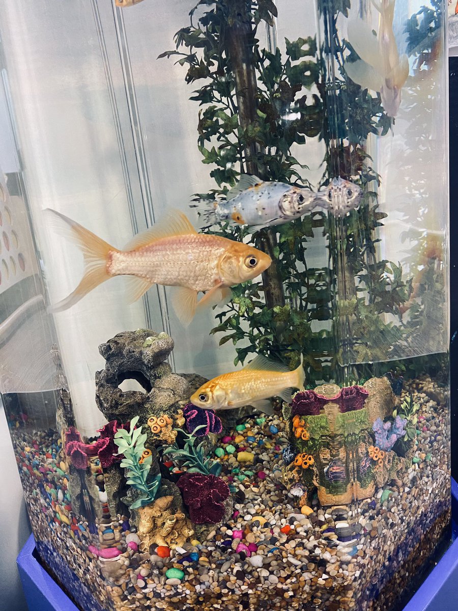 Our fish have had an interior upgrade and seem to love it 🐠<a href="/TeamAvenhamPICU/">Team Avenham PICU</a> <a href="/ClaireShawRMN/">Claire Shaw</a>