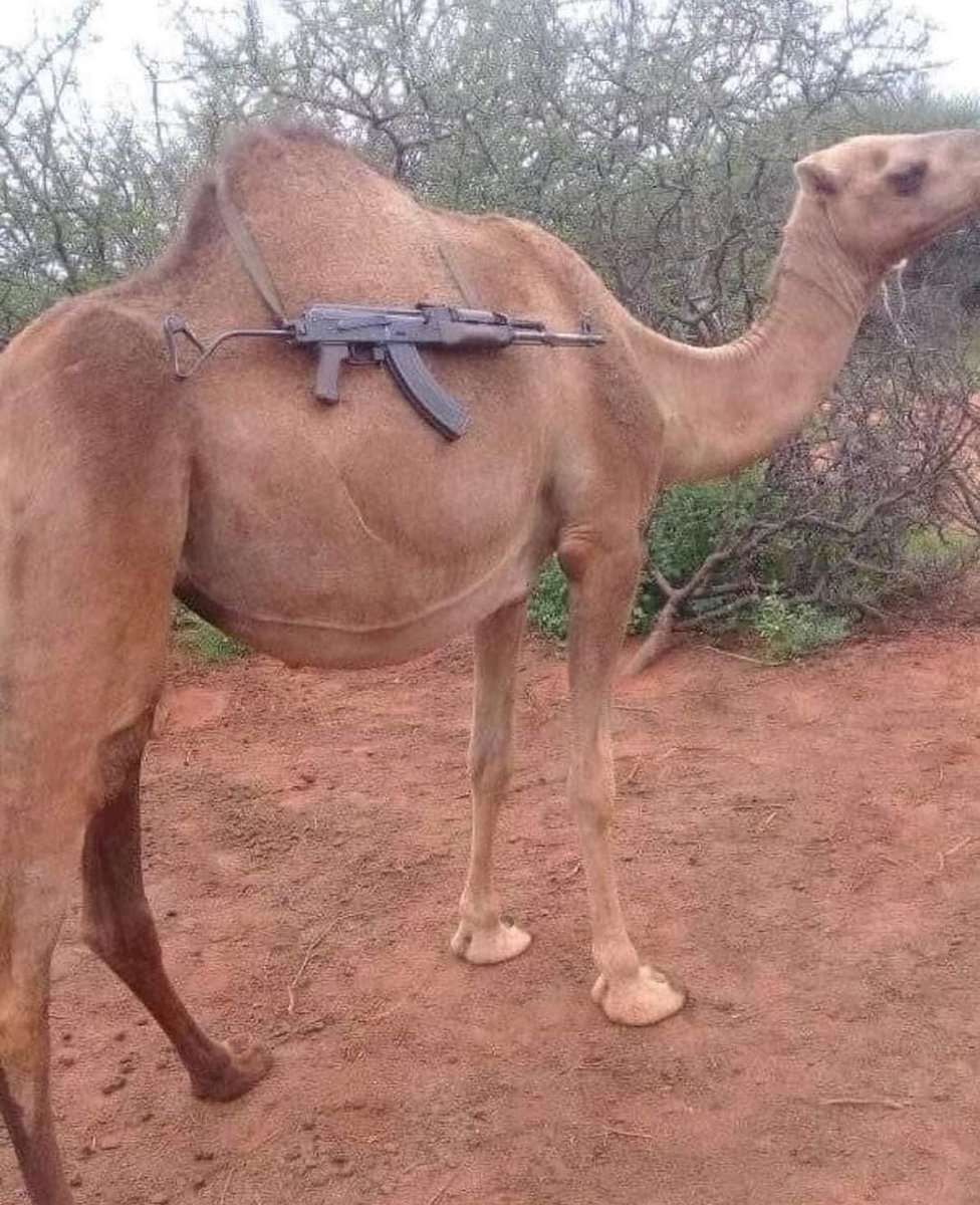 EverythingOOC's tweet photo. Tactical camel 🐪 https://t.co/Jp8LiTzmUl