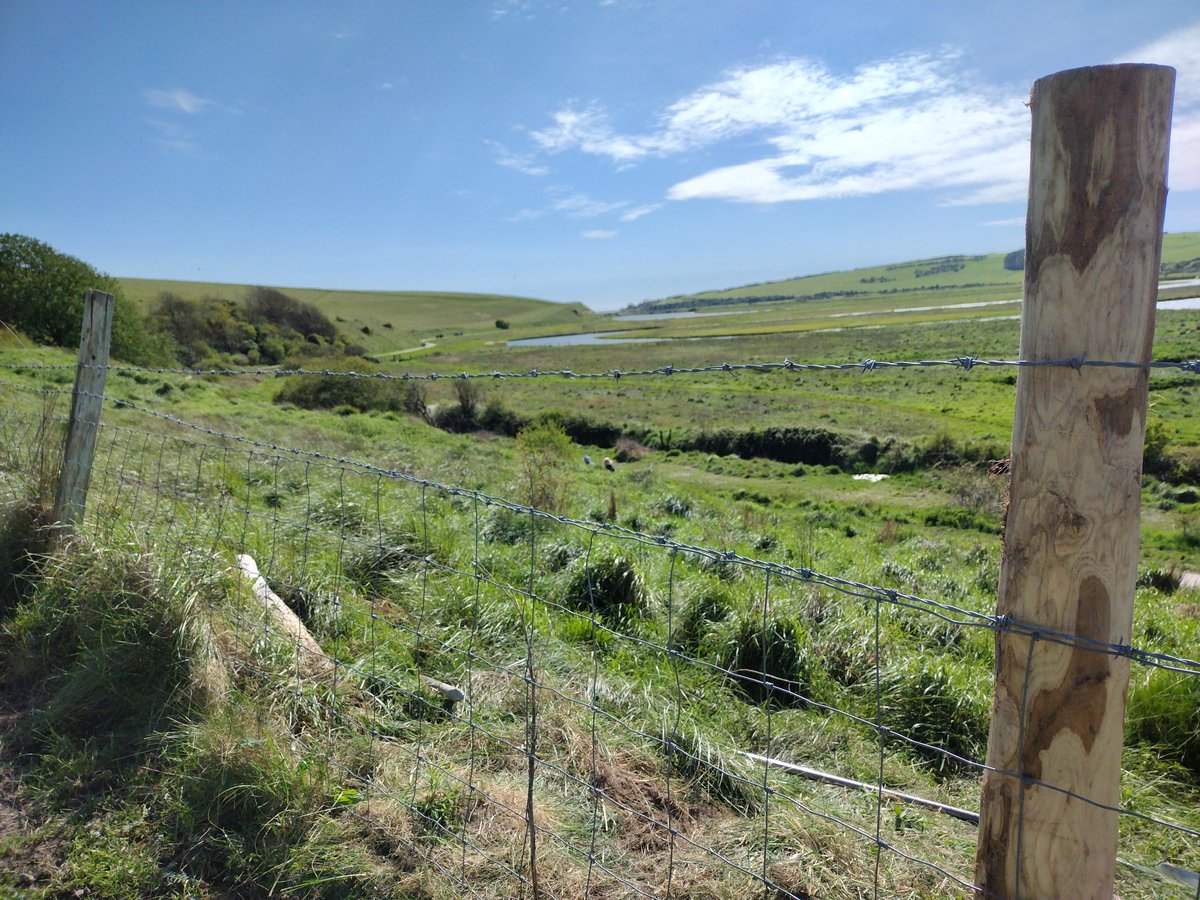 Out with the @sdnpa Eastern volunteers on @SevenSistersCP today. Task today was repairing sections of fencing (which as the photo showed the cows were leaning on and through). The new strainer will take a lot more 'cow strain' hopefully.... 🤞🤞