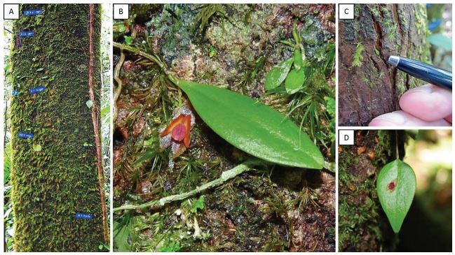 BenjaminJCrain's tweet image. Publication on the association between orchids and bryophytes:
watermark.silverchair.com/boac049.pdf?to…