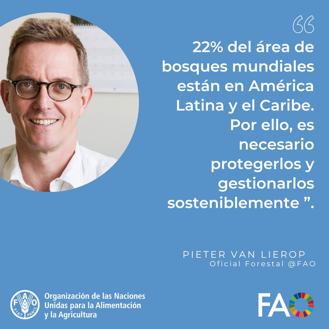 Este jueves se realizó el webinar de la @FAO “Bosques y árboles construyendo resiliencia”. En la instancia, el Oficial Forestal @FAO, Pieter Van Lierop, enfatizó la importancia estratégica de los bosques de América Latina y el Caribe. @FAOForestry