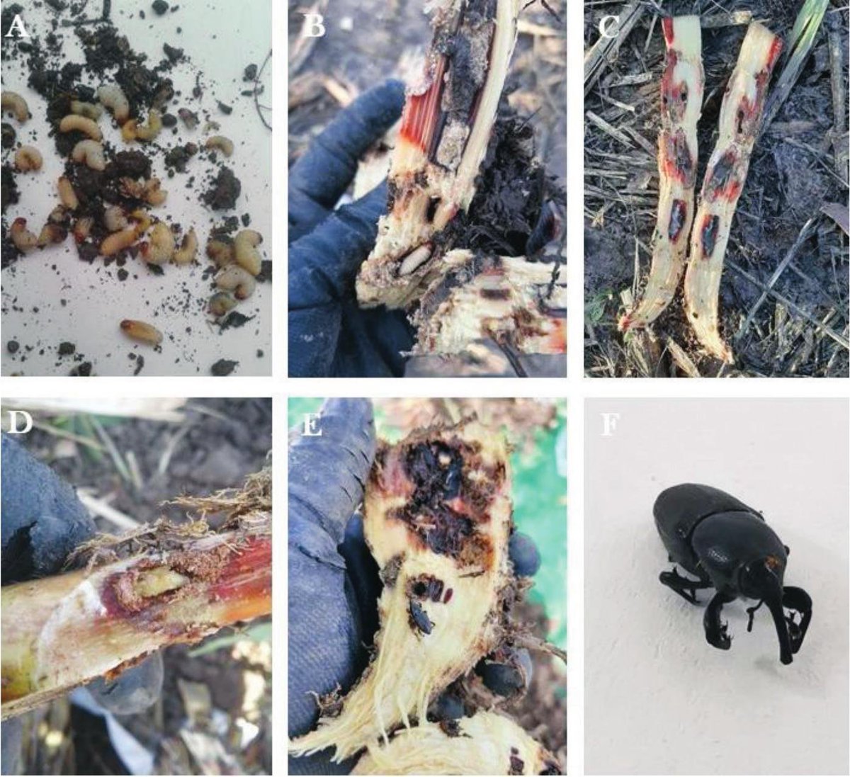 #LiteratureNotice Grifaldo-Alcantara et al. Report of the Weevil Sphenophorus incurrens Gyllenhal in Sugarcane Cultivation at Jalisco, Mexico. doi.org/10.3958/059.04… #Beetle #Beetles #Weevils #NewRecords