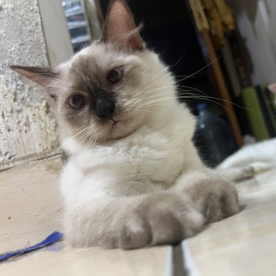 cisilova's tweet photo. #NewProfilePic https://t.co/GlsWy5lhv7