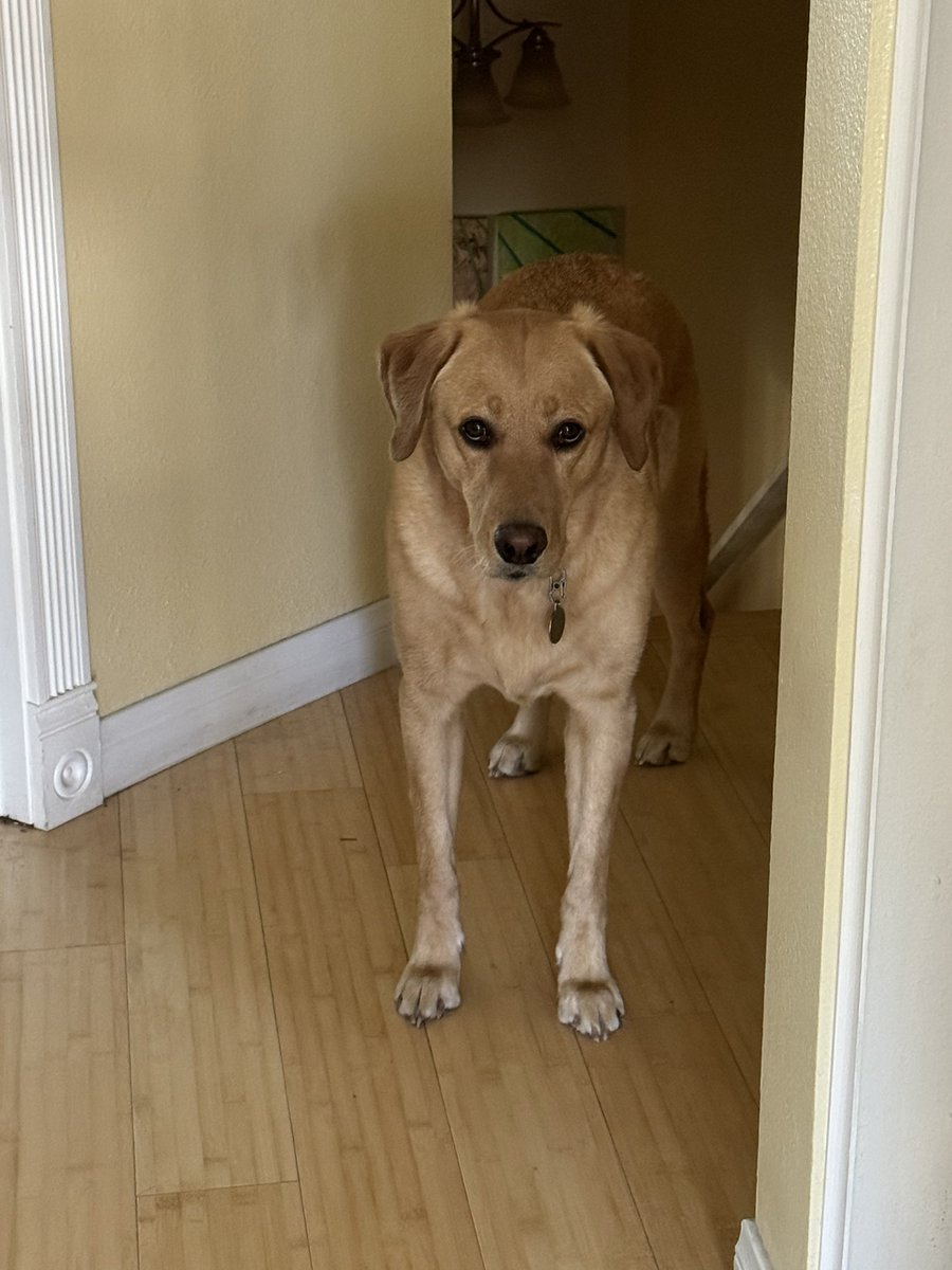 authorgnewman's tweet photo. Alexa, play “in the arms of an angel” 🤣 

The face of a dog who got a 3 mile walk, delicious homemade dinner and happy hour with the girls. https://t.co/e0w3dugBjW