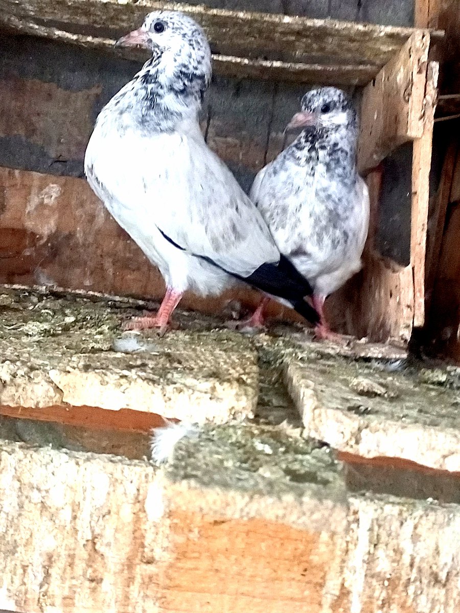 hadialijadoon's tweet photo. #new babies of pegions https://t.co/jIEtqoMjPN