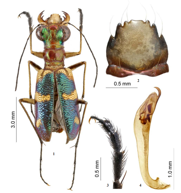 #LiteratureNotice Matalin. #NewSpecies and #NewRecords of South and North American #TigerBeetles (#Coleoptera: #Cicindelidae). kmkjournals.com/journals/REJ/R… #Beetle #Beetles