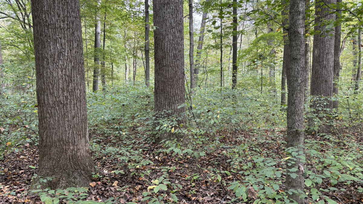 Excited to announce two ORISE post-doc opportunities with the USFS Northern Research Station contributing to the inventory and management of old-growth forests in the eastern US. Check out more: zintellect.com/Opportunity/De… zintellect.com/Opportunity/De…