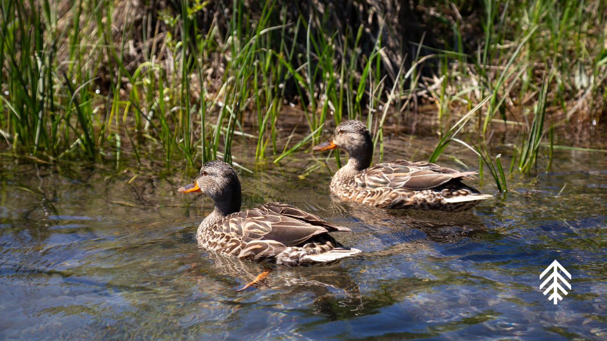 We keep our forest management plans on 'quack' through partnering with organizations like @ducanada ! 🌲🦆

#AlbertaForestry #SustainableManagement #Forestry