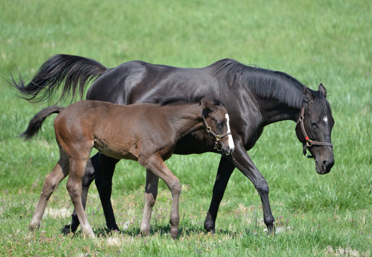 Caption this!
.
.
📸: G3W BERNED and her colt by LIAM'S MAP #Storkstreet #bredandraised #foalsof2024 @LanesEndFarms