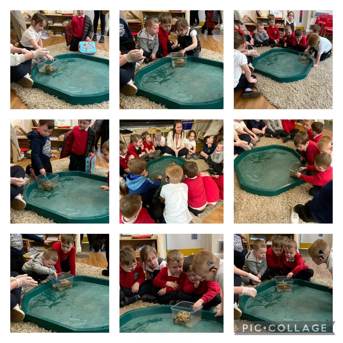This afternoon pupils in reception enjoyed giving Speedy a bath 🐢@NantYParcSchool