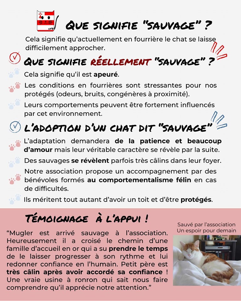 Le beau DELICE s est ans solution pour l'instant C'est un chat vraiment sauvage en fourrière, c'était un chat libre trappé en pleine campagne, Mais nous allons essayer de lui trouver une solution où il retrouvera un peu de sa liberté tout en étant protégé