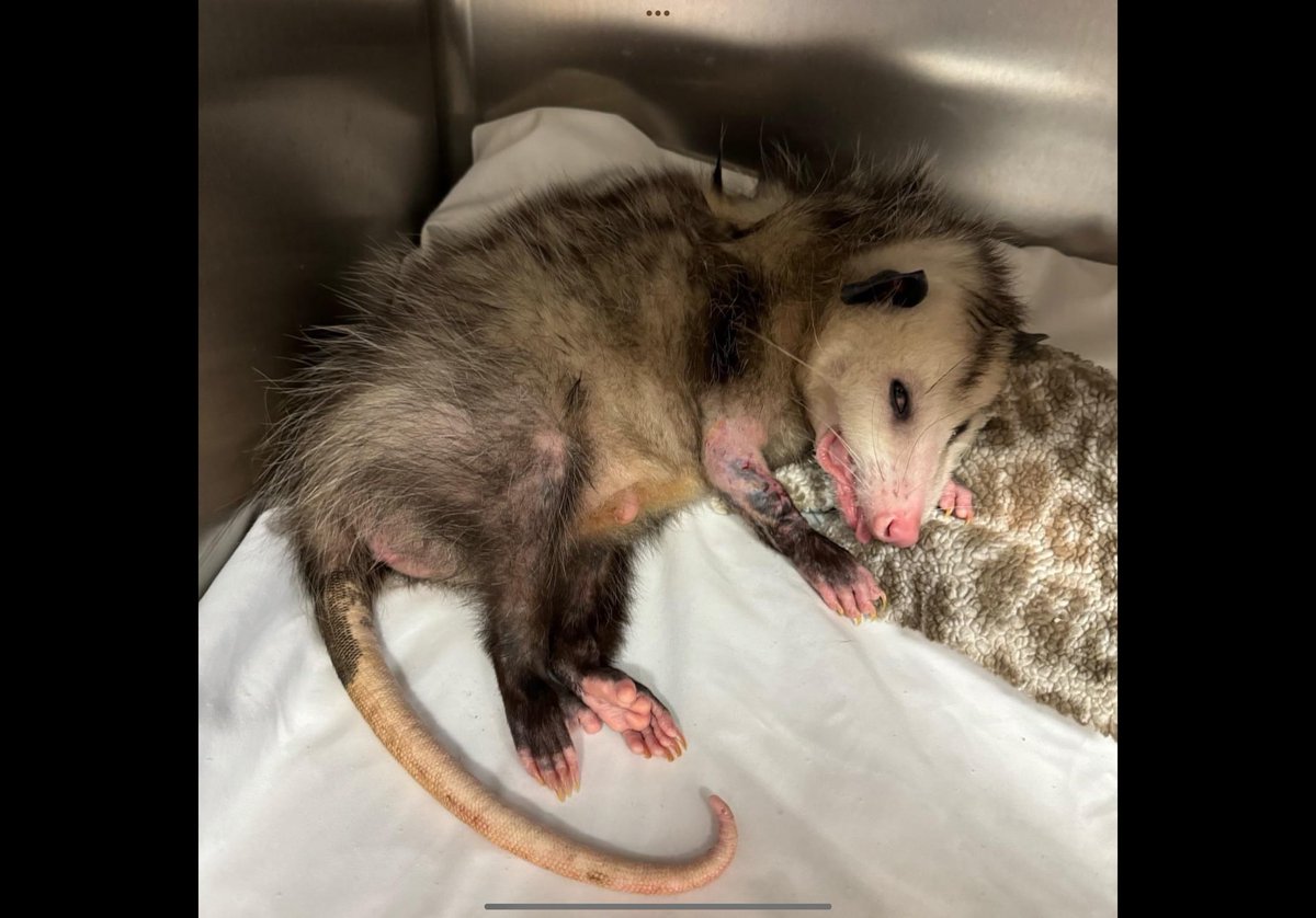 This opossum is looking much better after six weeks in care - she was admitted after being caught in the belt of an automatic garage door causing radius and ulna fractures to the front right leg. Thankfully, this opossum has bounced back beautifully and is eating, drinking, and…