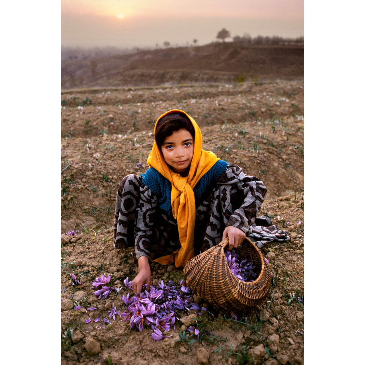 Young girl harvesting saffron. Near Srinagar, Kashmir, 1998.