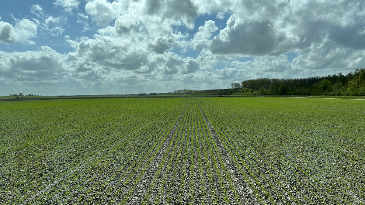 ClaydonDrill's tweet photo. Spring barley after sugar beet drilled with a 3m Evolution on 29 March in north west Holland near Zoutkamp.
https://t.co/sY0xUIBq3T
#claydondrill #optitill #loveyoursoil
#ukmade #directdrilling #regenag #regenerativeagriculture #directseeding #directdrill #movingwiththetines #akkerbouw #lmbgeertsema
