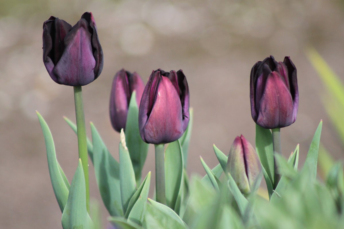 #photography #35mm  #flowers #gardentulips #purpletulips #springflowers #walking #unitedkingdom