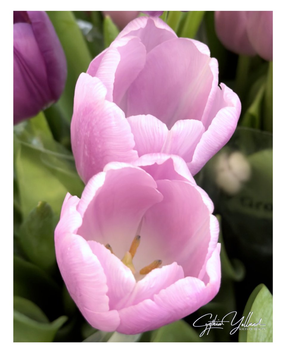 They are Here

Simple Spring Pleasures. These are neighborhood flowers. But, they are so colorful and so welcome. They are the start of the color wave that is coming. 

What do you feel when the tulips pop up?

#Springflowers #tulips #pinkflowers #CynthiaYolland