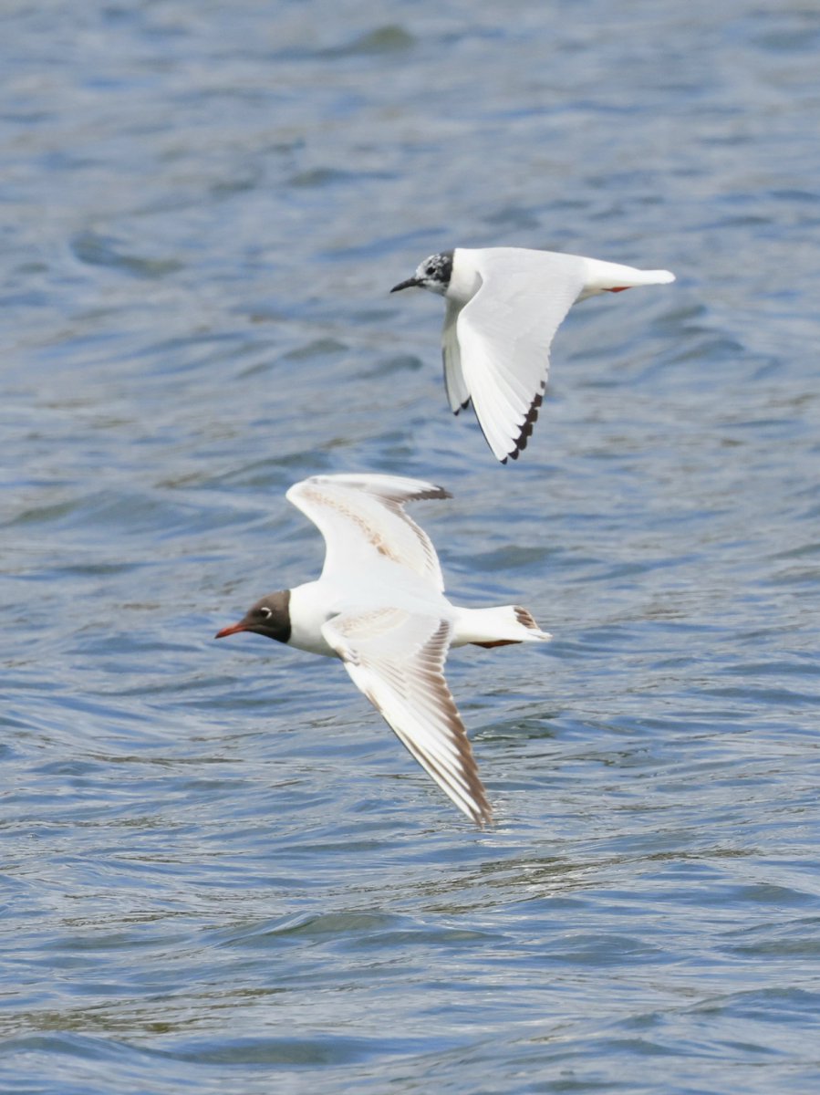 Comparison pic of the Bonaparte's and a Black-headed Gull taken yesterday at Sandy Water park, Llanelli. @welshbirders