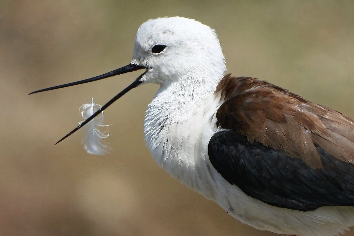 kishanm05's tweet photo. "YAWNING"
BLACK-WINGED STILT
Barkhera-Chandlai lake, Shivdaspura, Jaipur, Rajasthan
18042024
#breeding
#wader
#stilt
#yawn
#clouseup
#bird
#water
#rgsustain
#vanakriti
#greenhub
#kishanmeena
#barkherapond
#chandlailake
#shivdaspura
#copyrightkishanmeena https://t.co/eys1szyeTv