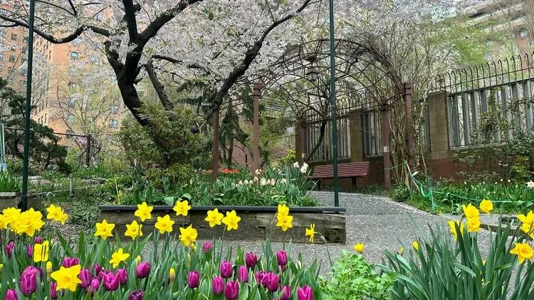 Find this springtime oasis on the Upper West Side tinyurl.com/bdcatzwn

#springtime #springflowers #tulips #NYC #manhattan #upperwestside #mbreny #joanbrothers