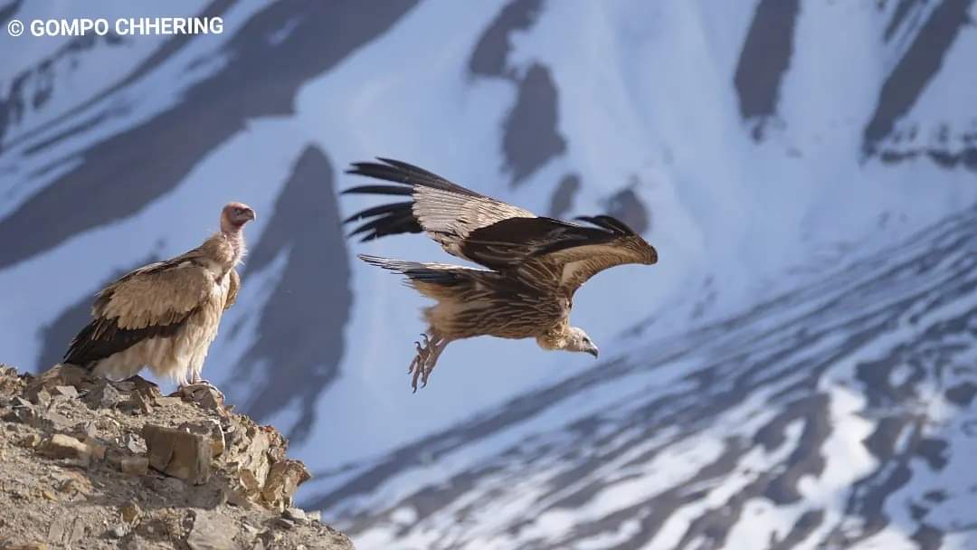 Himalayan Griffon vulture
KIBBER WLS 
18-04-24
Spiti the cold desert home stay#himalayan griffon #kibberwildlifesanctuary #snowleopardexpedition #sanctuaryasia #snowleopardtrust #wwfindia #natureinfocus