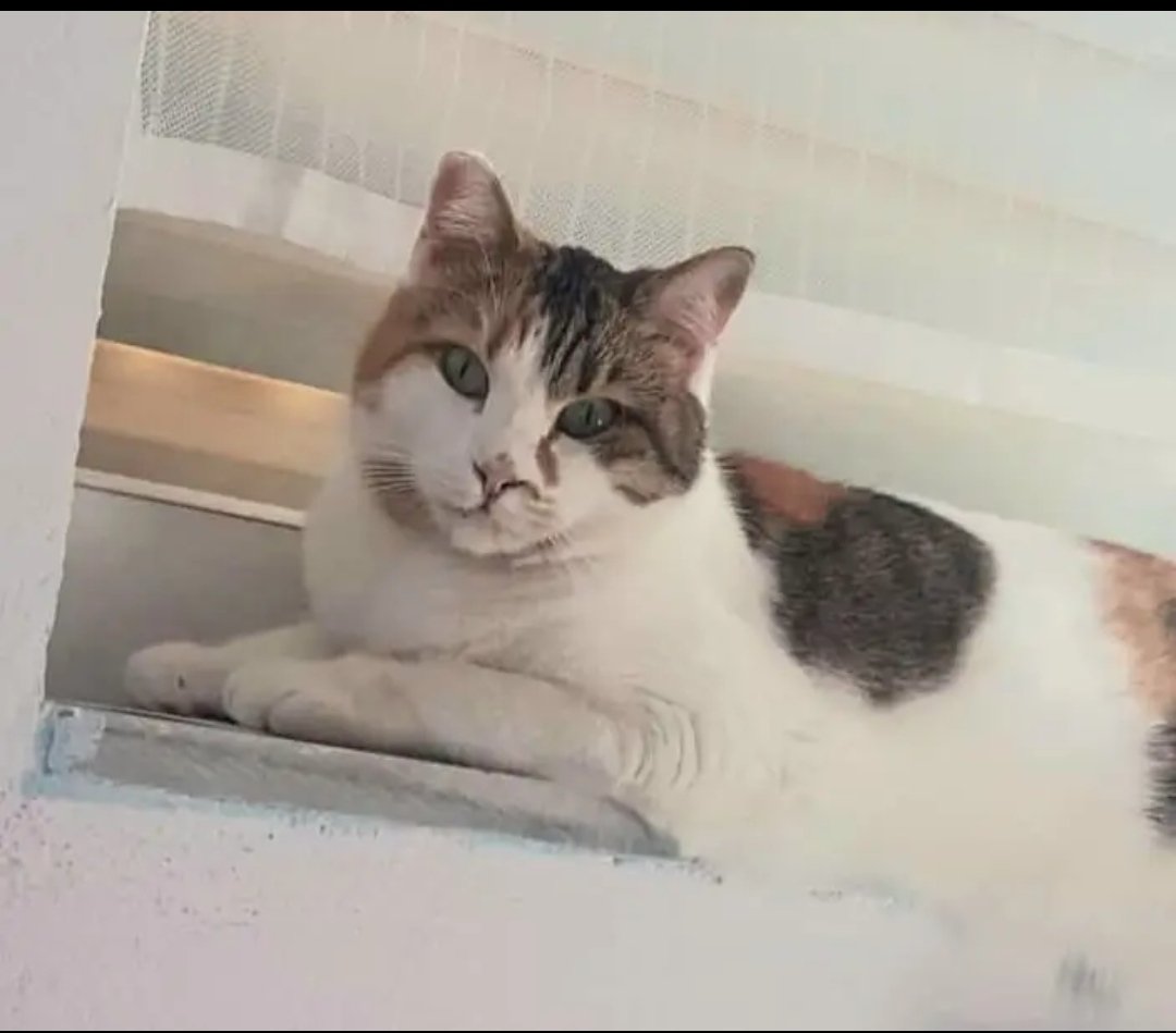 Χάθηκε από τήν περιοχή του Χολαργού καί συγκεκριμένα από τήν οδό Εθνικής Αντιστάσεως 52 , αυτή ή θηλυκιά γατούλα,την αναζητούν οι κηδεμόνες της, παρακαλειται όποιος τήν δεί ή γνωρίζει κάτι να επικοινωνήσει αμέσως οποιαδήποτε ώρα με τό 6947 968742.