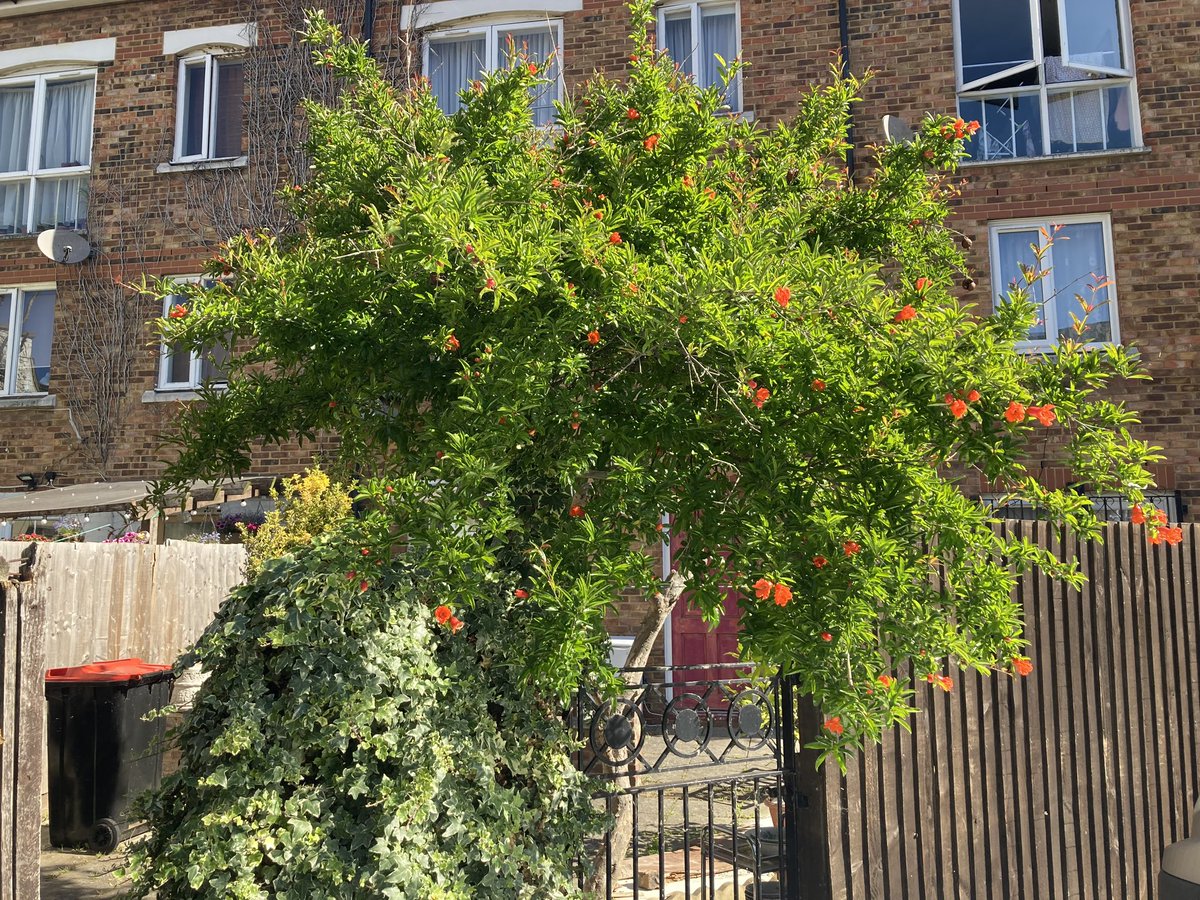 UrbanTreeFestival (@urbantreefest) on Twitter photo Our sponsor this year is Lottery Heritage fund, and we invite you to submit events with a focus on the heritage trees and their fascinating histories, and connect people to these pieces of history! <a href="/heritagefunduk/">The National Lottery Heritage Fund</a> Submit your event now or link in bio:
forms.gle/rDqiW9iMcGjiqG… Our sponsor this year is Lottery Heritage fund, and we invite you to submit events with a focus on the heritage trees and their fascinating histories, and connect people to these pieces of history! <a href="/heritagefunduk/">The National Lottery Heritage Fund</a> Submit your event now or link in bio:
forms.gle/rDqiW9iMcGjiqG…