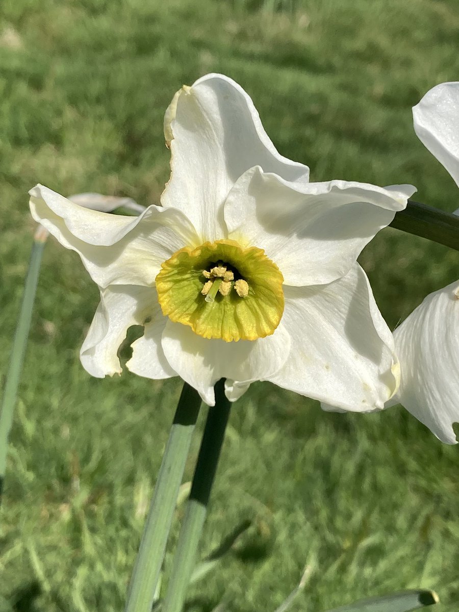 2 green eyed #Daffodil cultivars: Narcissus ‘Cantabile’ raised by Guy L. Wilson <1932 and ‘Sinopel’ raised by P. de Jager and Sons in 1974 #daffodils #garden