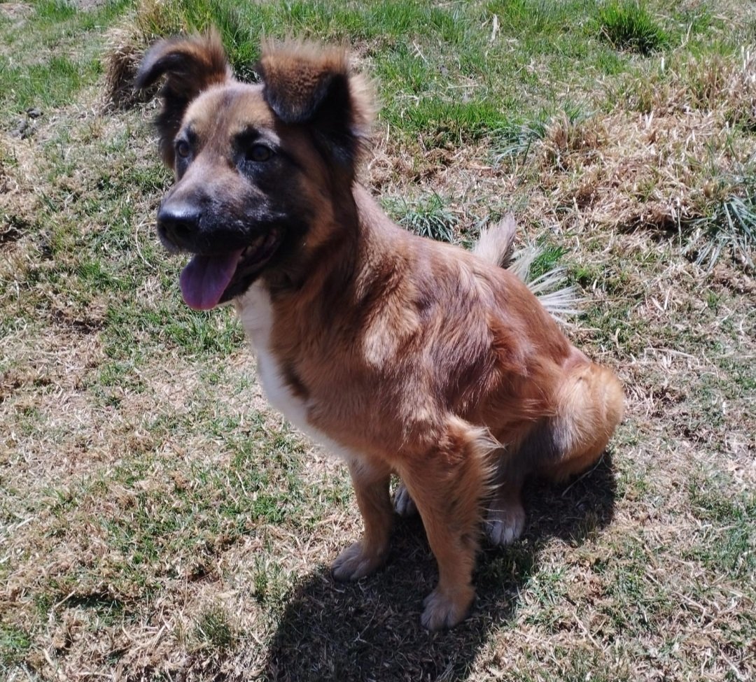 Dcyon's tweet photo. URGENTE #BuscoCasita ♀️ 1 año y medio aprox. Talla M #ProtocoloCompleto #CDMX Info #WhatsApp 5555040979 https://t.co/EWz22GZy9B