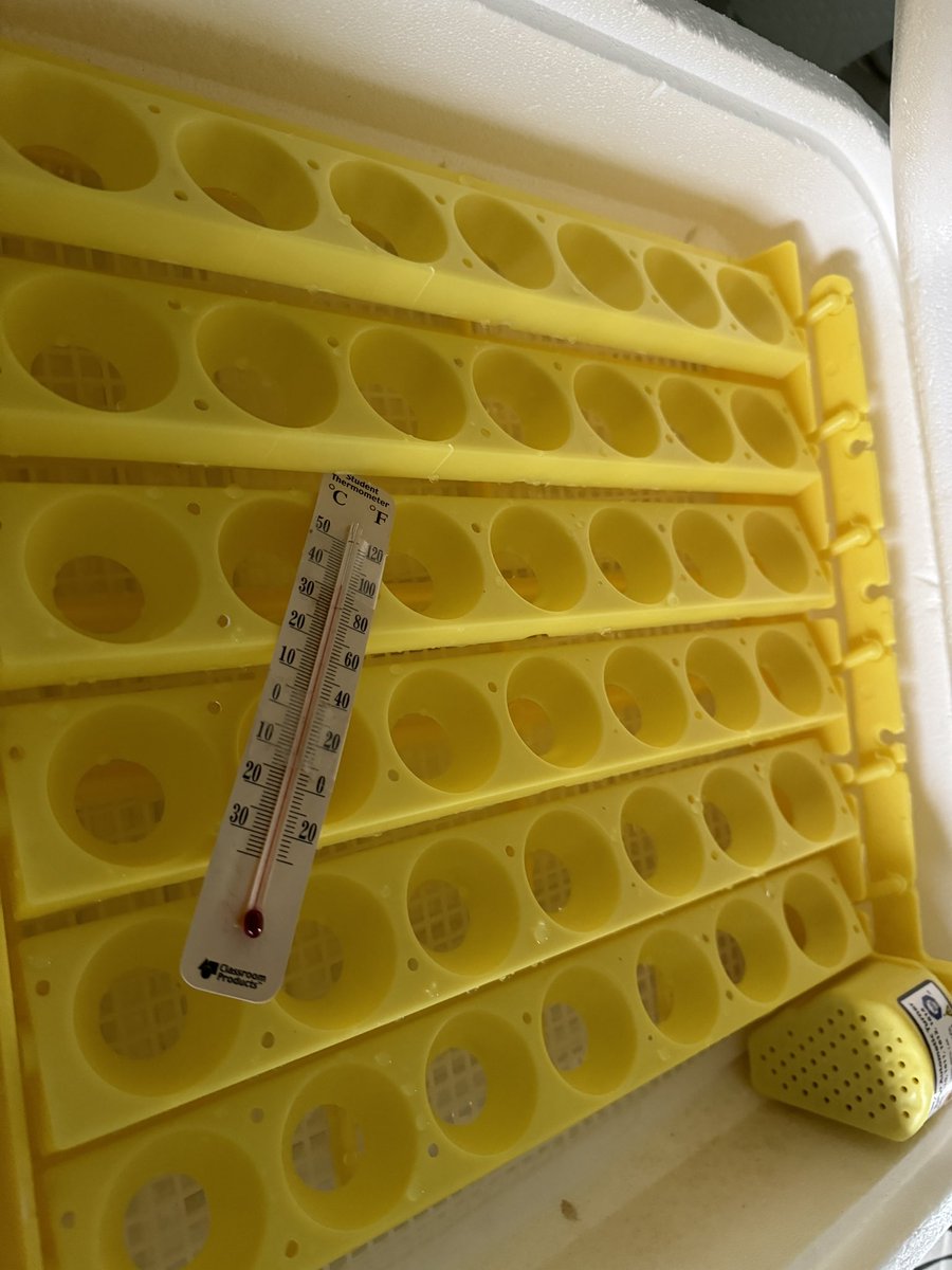 DoctorGemellaro's tweet photo. Eggsciting News! Kindergarten students @LivSchools are learning all about life cycles with the help our district duck🐣 project! @BurnetHillElem @CollinsElemSch @HarrisonHawks90 @Hillside_Elem  @NjMpe @RikerHillRams https://t.co/p5YfWULgjL