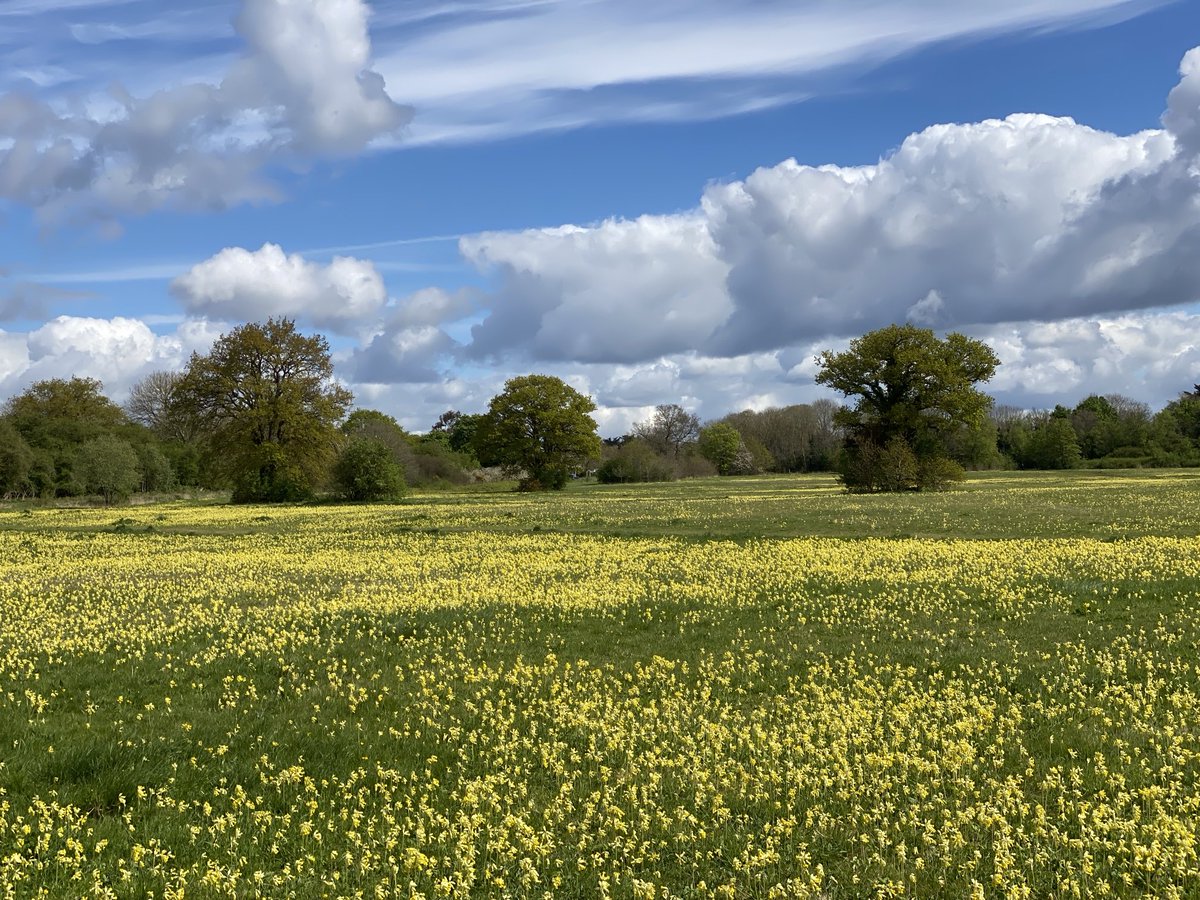 MarianneBevis's tweet photo. Fields of gold, woods of white, hedgerows of blue. Just one short stroll to #PinkneysGreen and back @nationaltrust https://t.co/gHXGjDEbvd