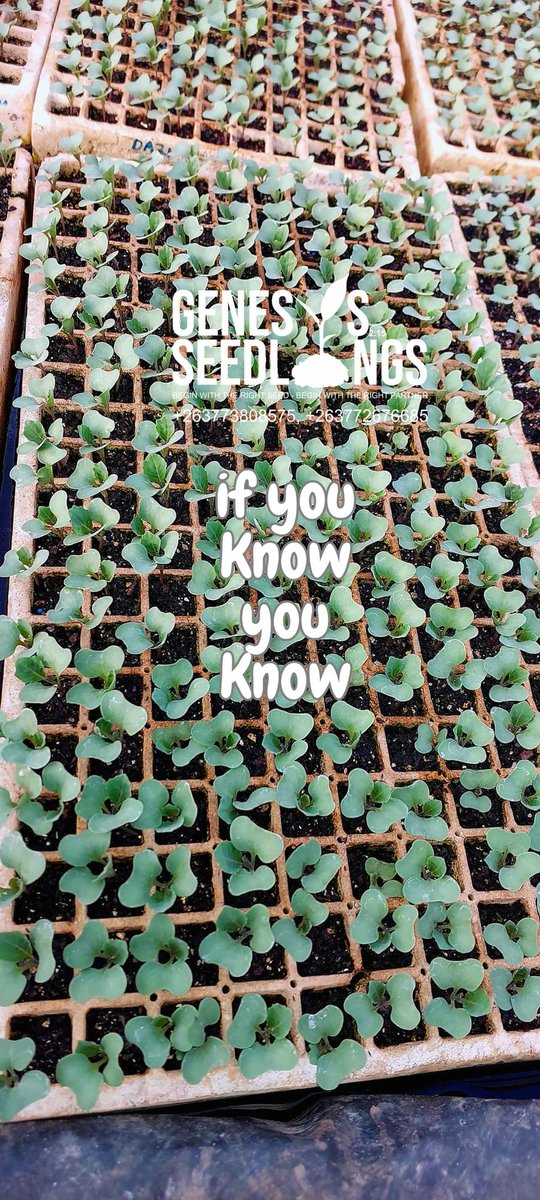 GenesisSeedling's tweet photo. 3301 - Seedlings @Charterseeds @PhiriDivah @riginalty @agribusinesszw @agribusiness110 @FreshDaramombe @MoLAFWRD_Zim @WendyMadzura @ZimYouthZse https://t.co/ehi5No4Xne
