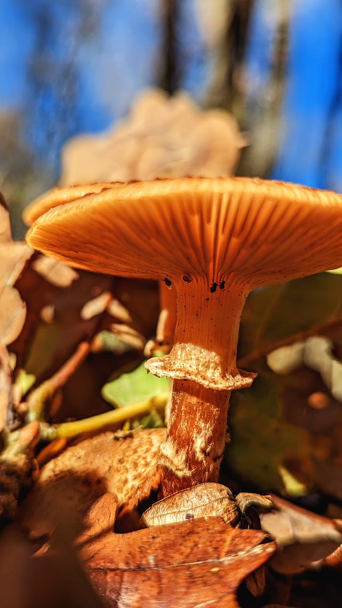 Une belle couleur #marron, non ? / A beautiful #brown color, right? / Spéc. : Google Pixel 6, ƒ/1,85, 1/1414, 6,81 mm, 40 ISO / #photographie #photography #Google #Pixel #TeamPixel #GooglePixel #champignon #mushroom #FungiFriends